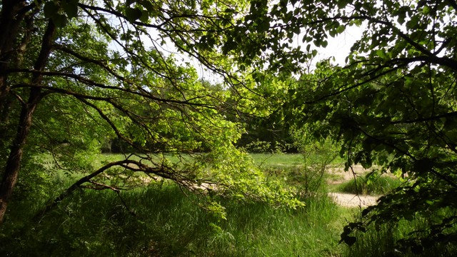 Wald im Frühling